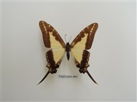 藏品(外國蝴蝶)的圖片